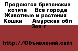 Продаются британские котята  - Все города Животные и растения » Кошки   . Амурская обл.,Зея г.